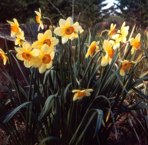 the March flower is Jonquil (aka Daffodil or Narcissus)