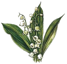 the May flower is Lily of the Valley 