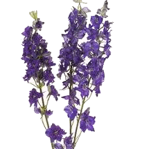 the July flower is Larkspur 